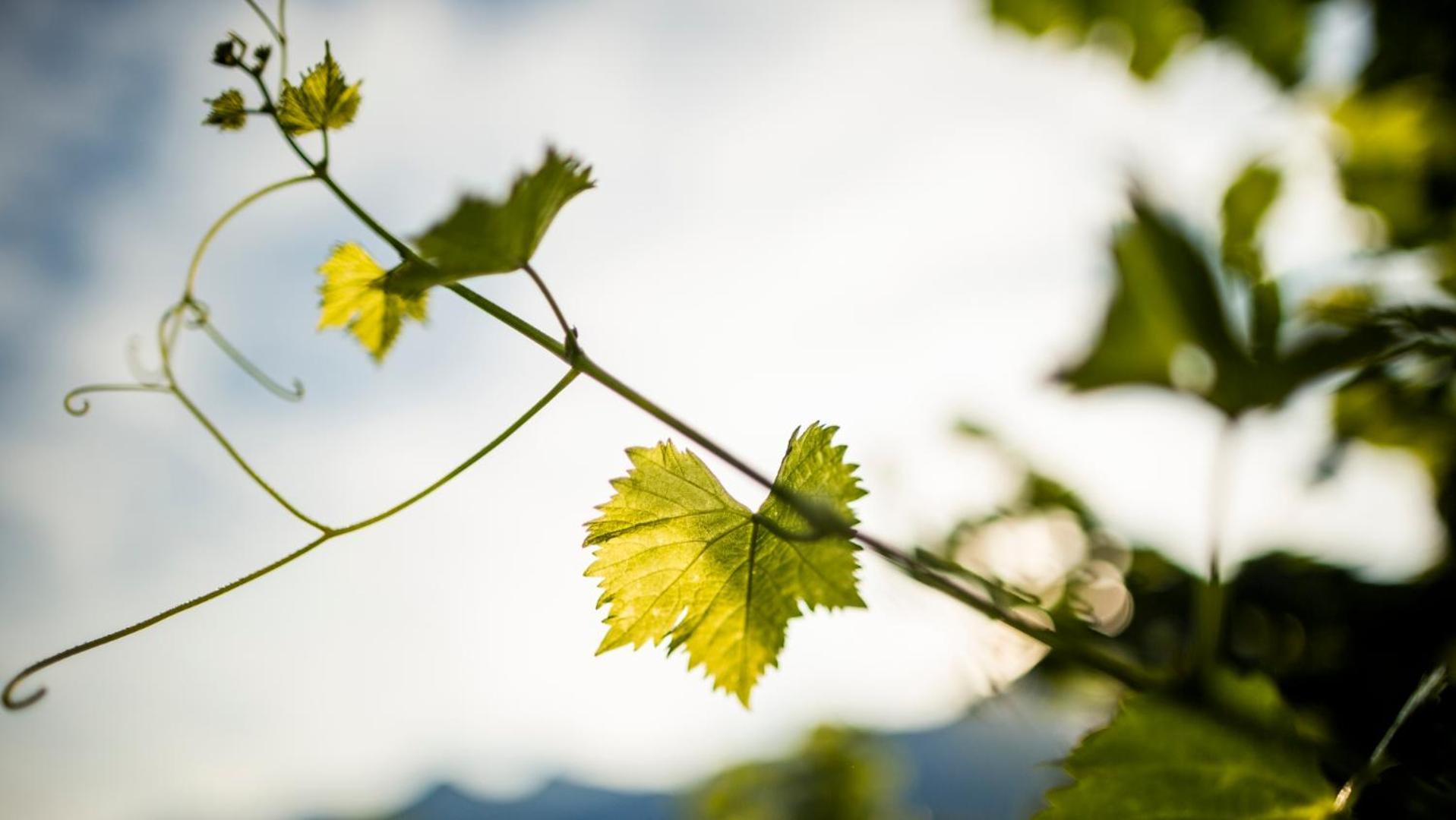Schmitte am Sonnenwirtsplatz: Eppan's Hiking and Cycling Haven Apartment Appiano Sulla Strada Del Vino Exterior photo